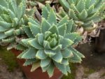 web aloe
