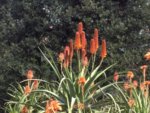 web aloe in fiore3