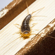 lepisma