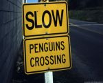 attraversamento pinguini!